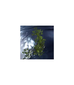 Cool Water Reborn Eau de Toilette 125 ml